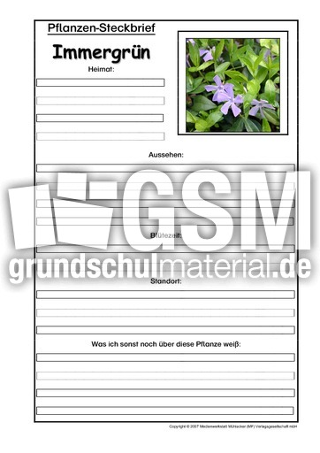 Pflanzensteckbrief-Immergrün.pdf